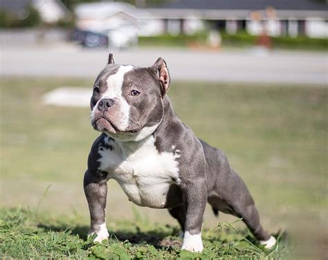 For Sale. . Micro bully for sale 1500 usa